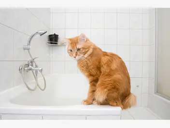 Ilustracja artykułu czy można kąpać kota? obalamy popularne mity