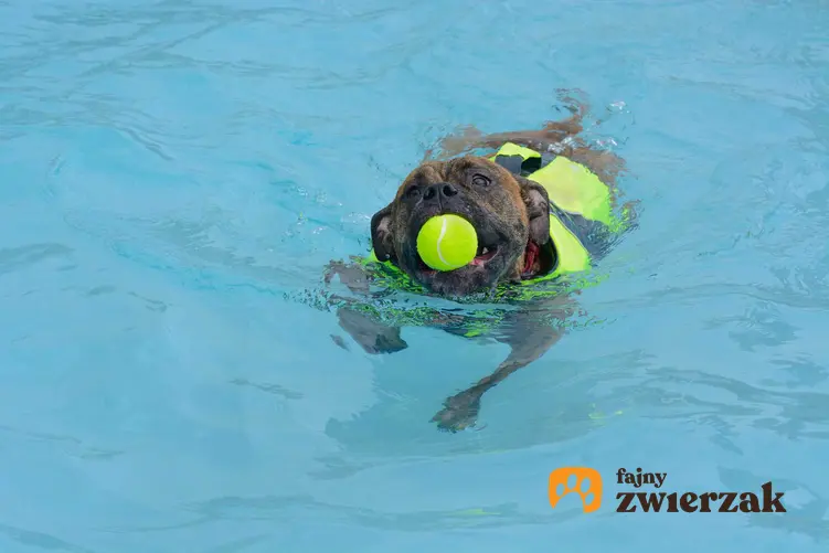 Pies pływający w specjalnej kamizelce, a także jak nauczyć psa pływania krok po kroku, porady dla właścicieli