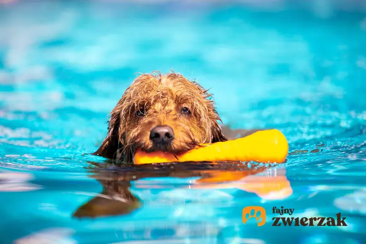 Pies pływający z zabawką w zębach, a także informacje, jak nauczyć psa pływania krok po kroku, czyli pływanie dla psów