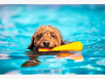 Ilustracja artykułu jak nauczyć psa pływania? wyjaśniamy krok po kroku