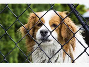 Ilustracja artykułu lękliwy pies ze schroniska. wyjaśniamy, jak zadbać o czworonoga