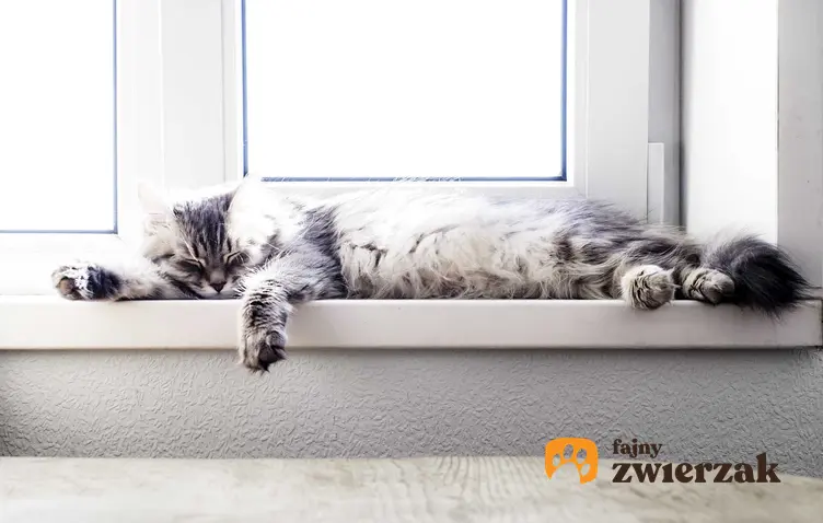 Kot leżący na parapcecie cierpiący z powodu gorąca, a także udar cieplny u kota, objawy, przegrzanie, zapobieganie