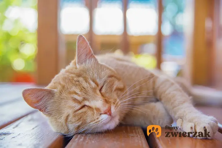 Kot leżący na deskach tarasu, czyli udar cieplny u kota, a także objawy, zapobieganie i przegrzanie