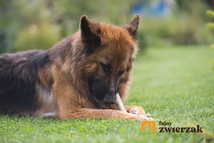 Pies gryzący gryzak dla psów oraz oczyszczanie zębów, oraz przyczyny, dlaczego psu śmierdzi z pyska