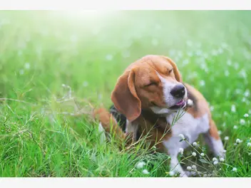 Ilustracja artykułu alergia u psa - przyczyny, objawy, leczenie, dieta, porady praktyczne
