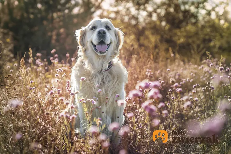 Pies siedzący na łące, a także wziewna alergia u psa krok po kroku, czyli objawy, leczenie oraz dieta