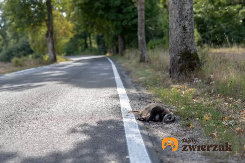 Martwe zwierzę na poboczu drogi