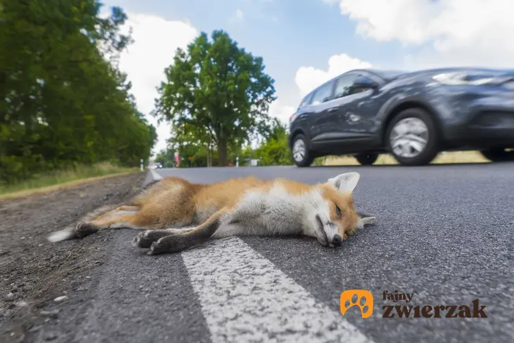 Martwy lis leżący na jezdni, a także martwe zwierzęta na drodze, co zrobić, jeśli zauważy się martwe zwierzę