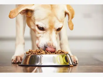 Ilustracja artykułu jak wybrać najlepszą karmę dla psa?