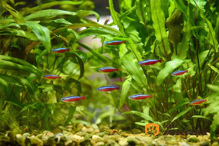 Neony czerwone pływające wśród roślin w akwarium, a także wymagania i pielęgnacja gatunku w domowych warunkach