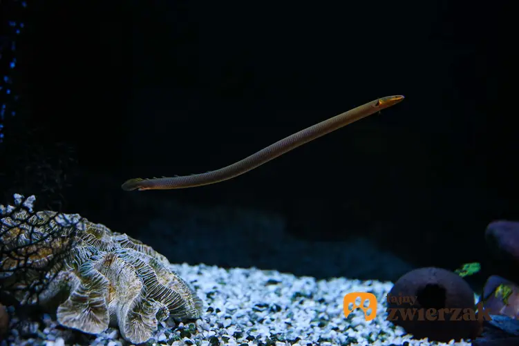 Trzciniak lub trzcinnik pływający w akwarium, a także opis gatunku, pielęgnacja, porady oraz wymagania tej zwinnej ryby