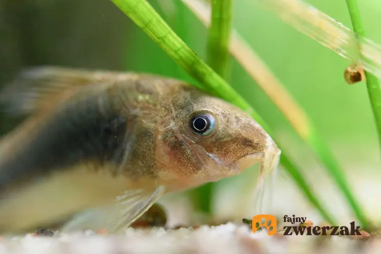 Kirysek spiżowy w akwarium pośród roślin, a także informacje o gatunku, hodowla, żywienie i rozmnażanie