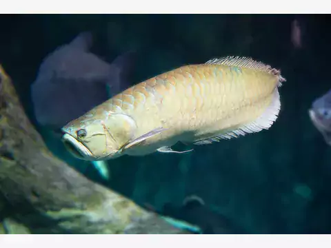 Arowana srebrna: hodowla i porady praktyczne