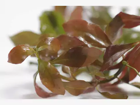 Ludwigia repens: opis i pielęgnacja