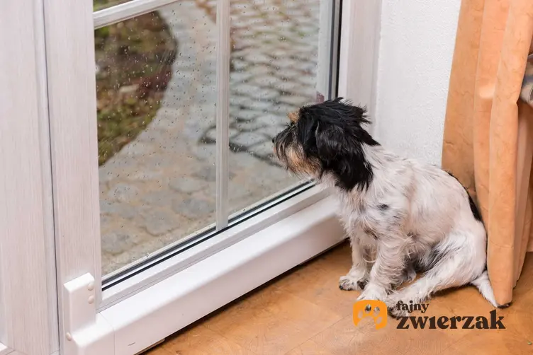 Pies wyglądający przez okno na deszcz, a także co zrobić, jeśli pies boi się burzy, najlepsze metody