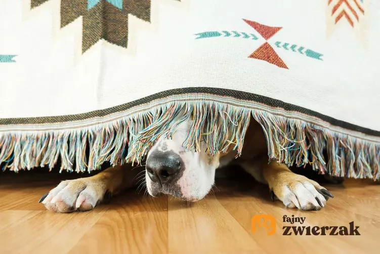 Pies schowany pod łóżkiem ze strachu przed burzą, a także co zrobić, gdy pies boi się burzy, najważniejsze informacje i podpowiedzi