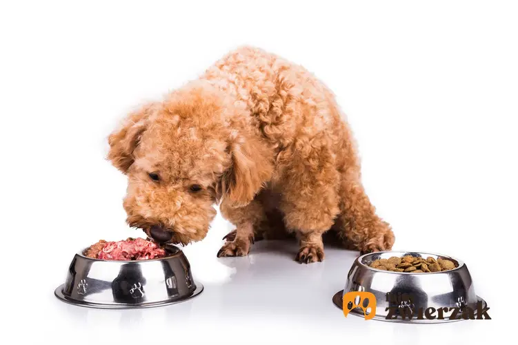 Pies wąchający jedzenie z miski, a także rola węchu i smaku u zwierząt podczas jedzenia i wybierania pokarmów