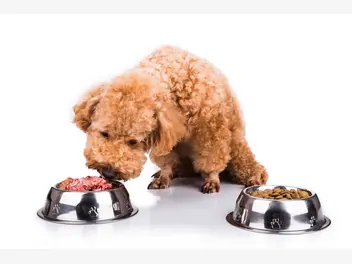 Ilustracja artykułu rola węchu i smaku w pobieraniu pokarmu u psów i kotów