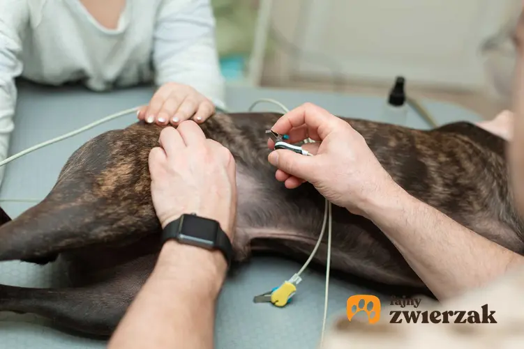 Pies podczas badania ekg, a także kardiomiopatia przerostowa u psa, najważniejsze przyczyny, przebieg i objawy choroby krok po kroku