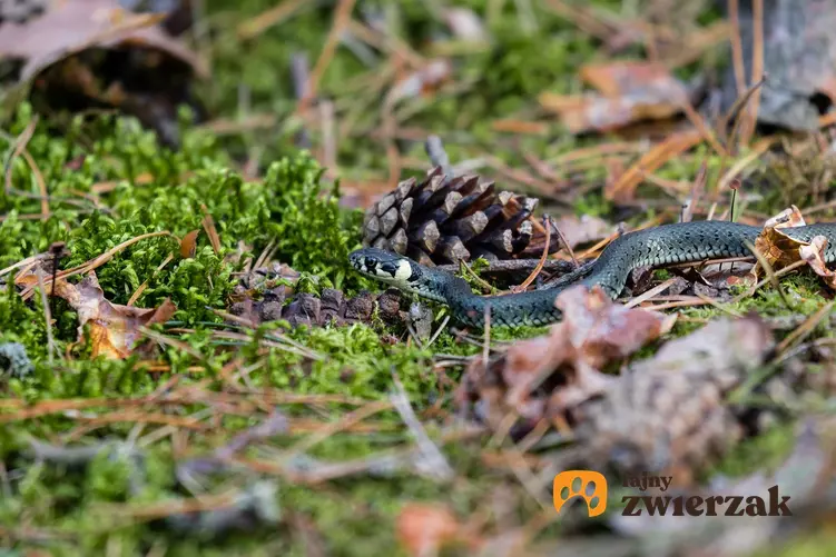 Zaskroniec zwyczajny i inne węże, które można spotkać w Polsce, czyli gatunki węży typowe dla Polski