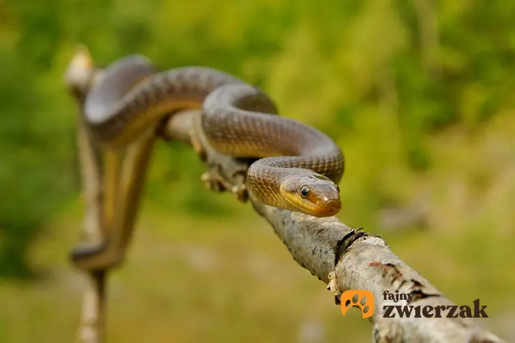 Wąż Eskulapa, popularny gatunek węża w Polsce, a także inne węże, które można spotkać w Polsce
