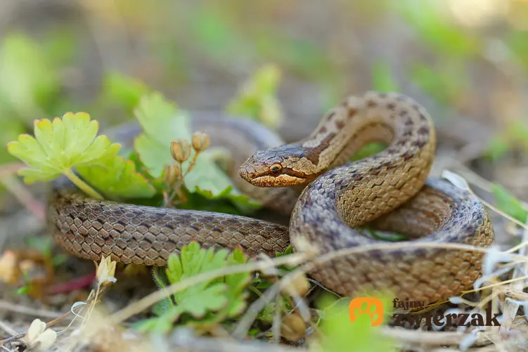 Wąż gniewosz, który pojawia się w faunie Polski, a także najczęściej spotykane polskie gatunki węży
