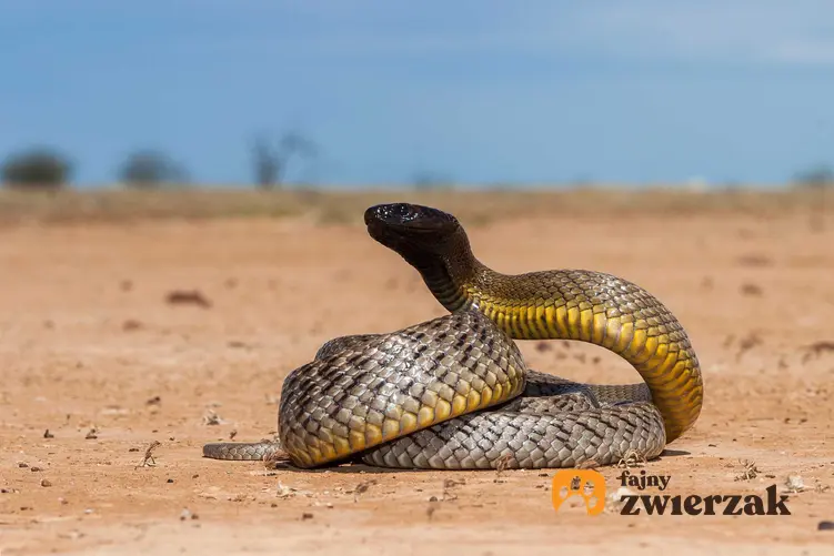 Tajpan pustynny, niebezpieczny wąż oraz jego opis a także inne węże, które są bardzo jadowite - TOP 10