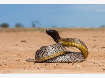 Ilustracja artykułu top 10 najbardziej jadowitych węży. poznaj najgroźniejsze gatunki