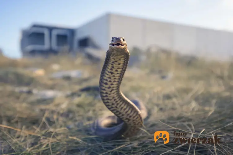 Nibykobra siatkowata, ogromnie niebezpieczny wąż jadowity, a także TOP 10 węży najbardziej jadowitych