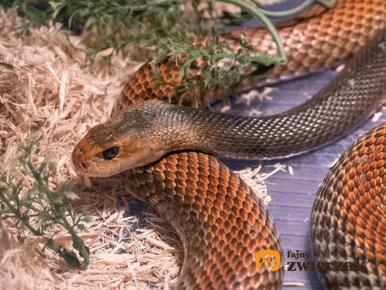Tajpan australijski, jadowity wąż, a także przegląd TOP 10 gatunków jadowitych węży
