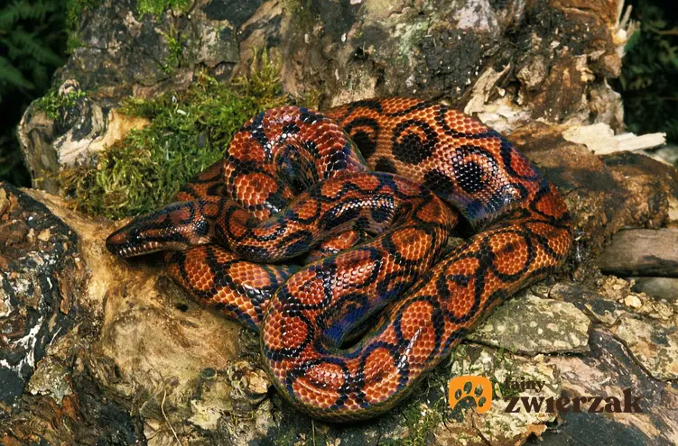 Wąż boa tęczowy o ciekawym kolorze, a także opis, występowanie, karmienie oraz hodowla