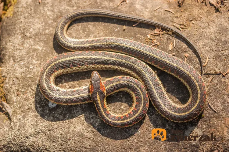 Szary wąż pończosznik na skale, a także opis gatunku i usposobienia węża i wymagania w hodowli w domu
