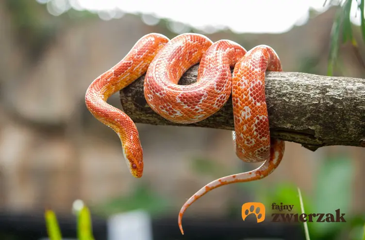 Wąż zbożowy owinięty wokół konaru, a także opis gatunku, występowanie oraz hodowla i jego żywienie