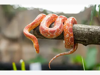 Ilustracja artykułu wąż zbożowy - opis, rodzaje, występowanie, hodowla, porady