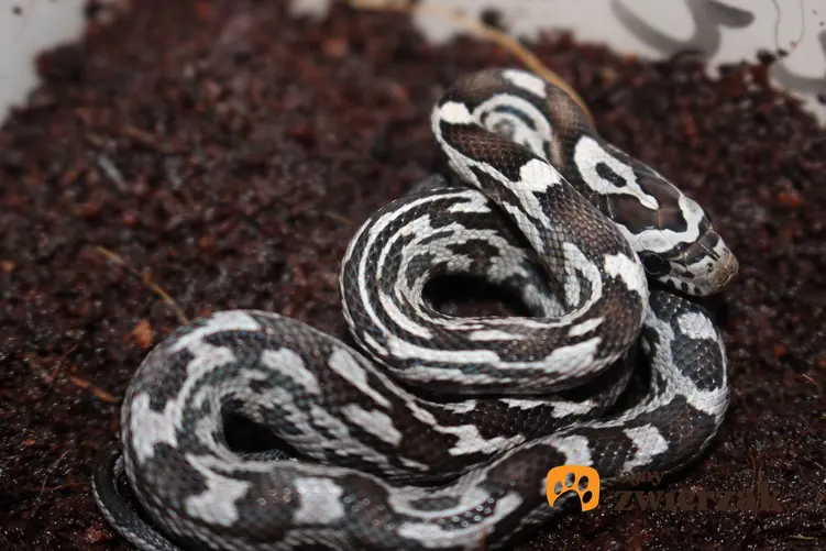 Wąż zbożowy w terrarium, a także opis gatunku, rodzaje oraz hodowla krok po kroku w warunkach domowych