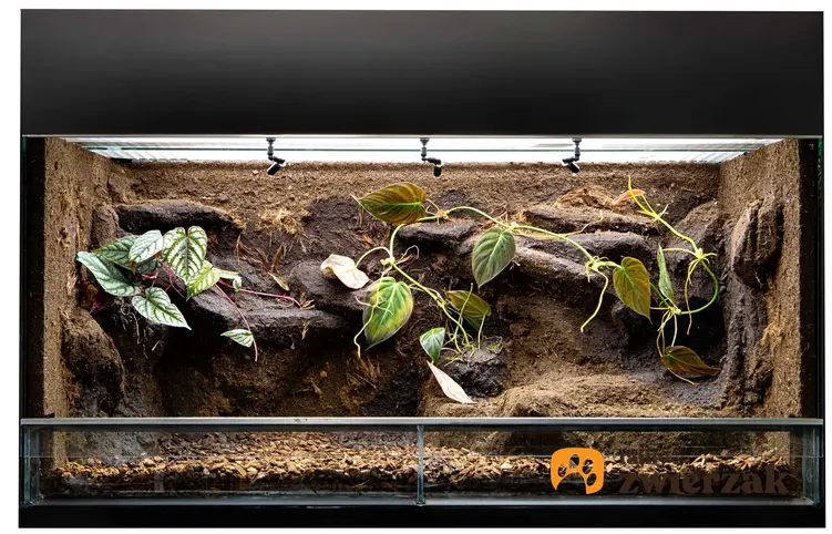 Terrarium dla węża z korzeniami i liśćmi, a także przygotowanie terrarium dla węży krok po kroku