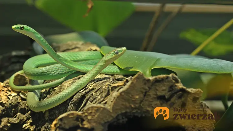 Węże w terrarium, a także przygotowanie wyposażenia do terrarium dla węży, wymagania i akcesoria