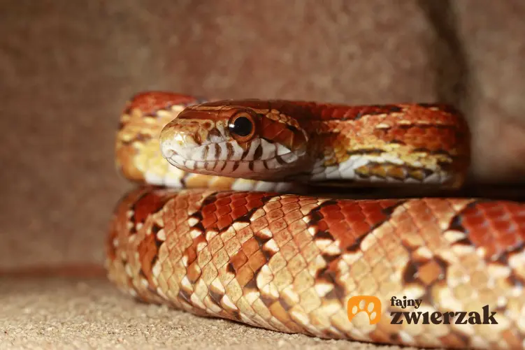 Wąż zbożowy w terrarium, a także informacje, jak ajest cena węża zbożowego do hodowli w domu