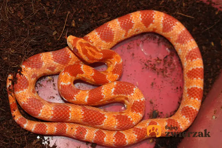 Wąż zbożowy albinos w terrarium, a także opis gatunku, hodowla oraz występowanie węży albinosów w naturze
