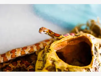 Ilustracja artykułu jak przygotować terrarium dla węża zbożowego? wyjaśniamy