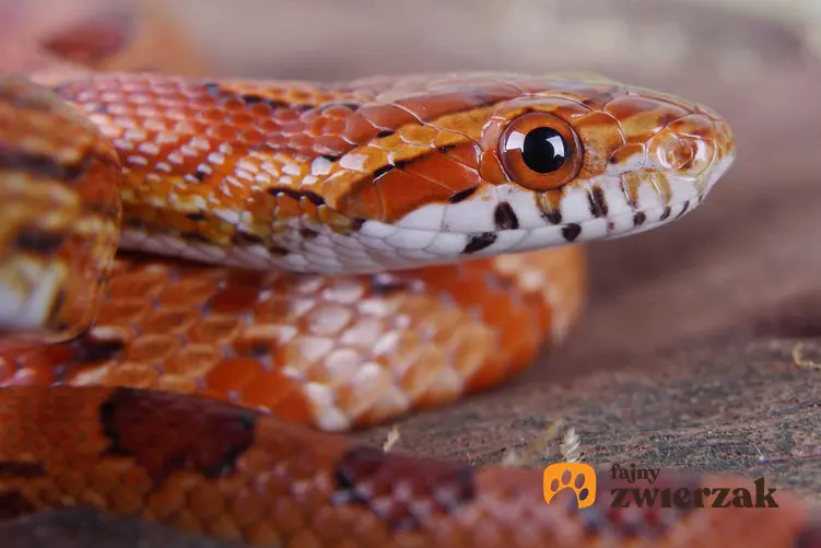 Wąż zbożowy o czerwonej skórze, a także popularne odmiany węża zbożowego oraz jego opis i zdjęcia