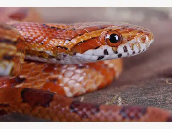 Ilustracja artykułu popularne odmiany węża zbożowego - opis, zdjęcia, ciekawostki