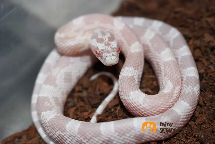 Wąż zbożowy Snow o białym ciele, a także inne popularne odmiany węża zbożowego oraz ich opis