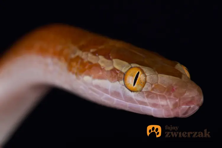 Wąż mahoniowy o czerwonym kolorze skóry, a także opis gatunku, wymagania i rozmnażanie oraz hodowla i porady