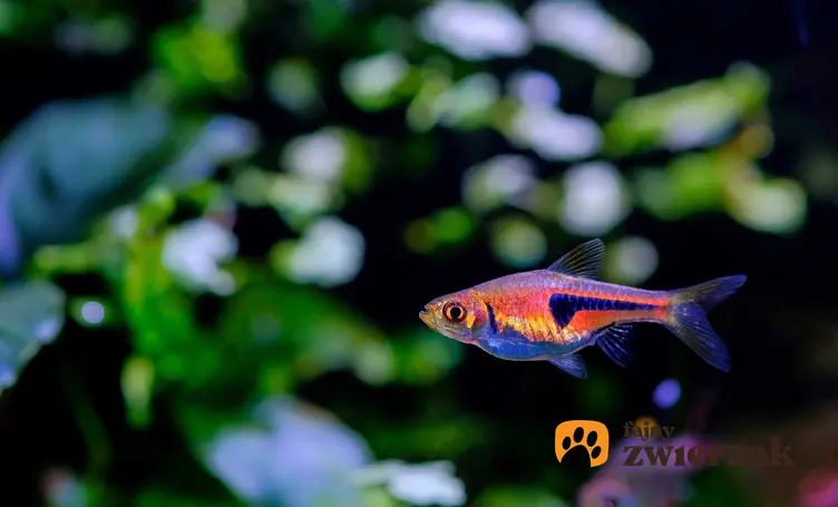 Razbora epsei o ciekawym kolorze pływająca w akwarium, a także hodowla gatunku oraz rozmnażanie ryby