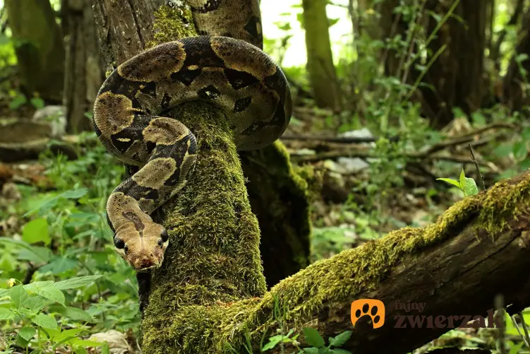 Wąż boa dusiciel na łonie natury, a także hodowla węża, usposobienie, karmienie i porady