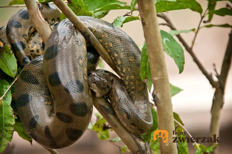 Anakonda zielona na drzewie jako największy wąż na świecie, a także jej występowanie, rekord rozmiaru i ciekawostki