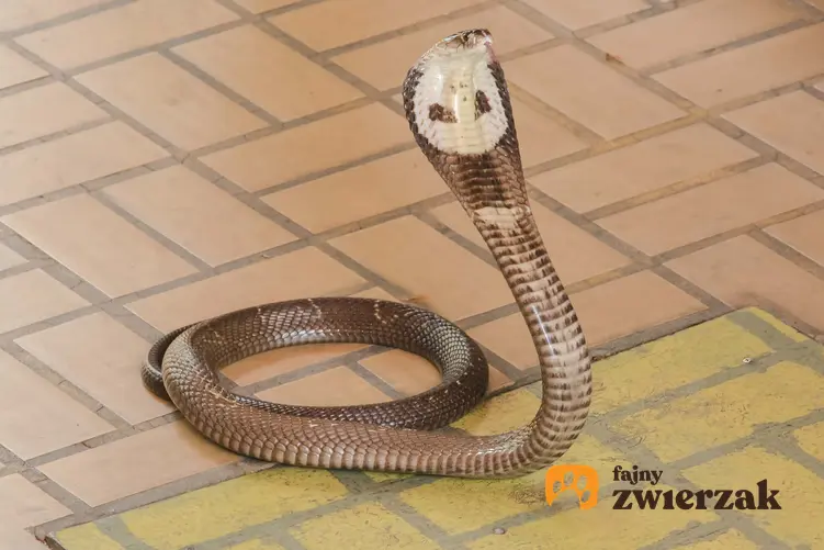 Kobra indyjska na tle kostki brukowej oraz opis i charakterystyka kobry naja naja, jej hodowla i porady
