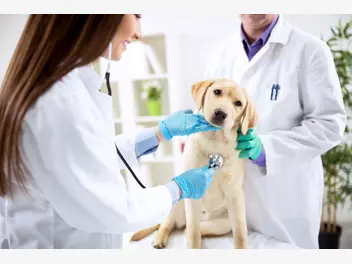 Ilustracja artykułu pasożyty u psów - droga zakażenia, objawy, leczenie, powikłania