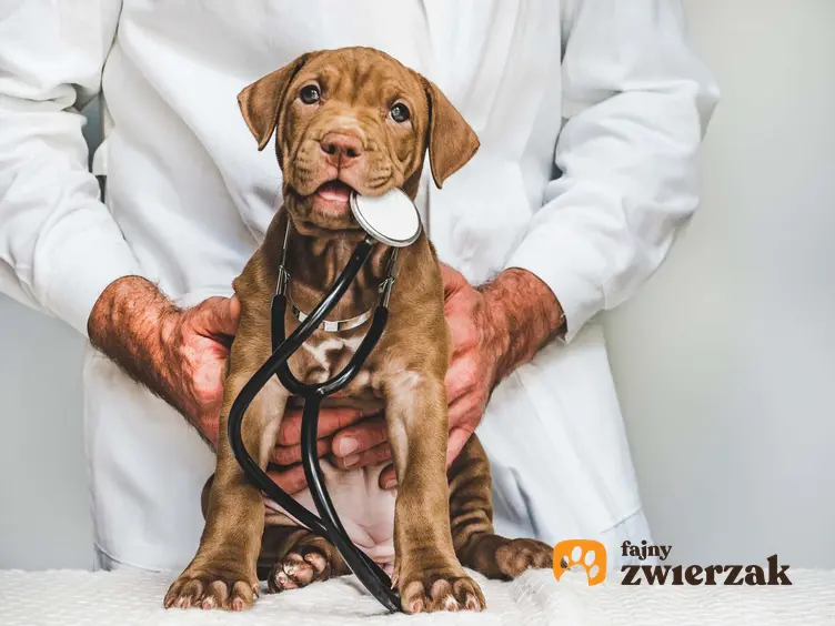 Co na ból dla psa praktyczne porady, jakie leki przeciwbólowe podawać psu po operacji